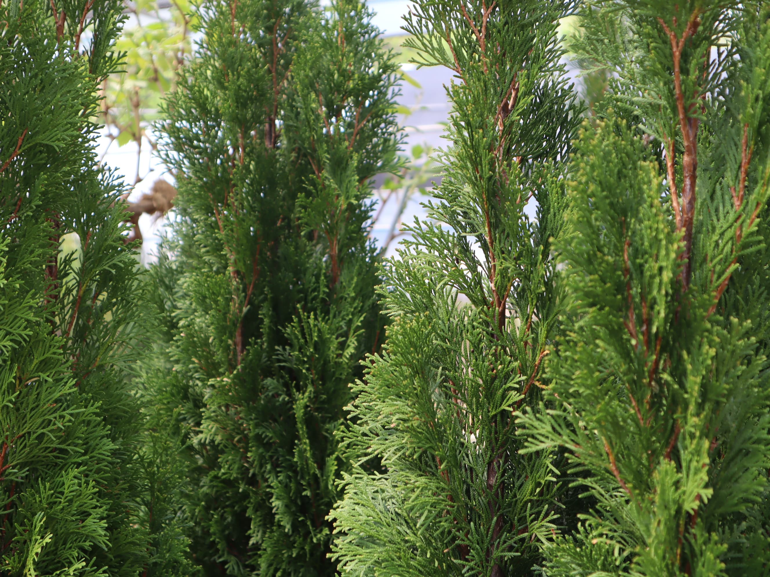 header_image